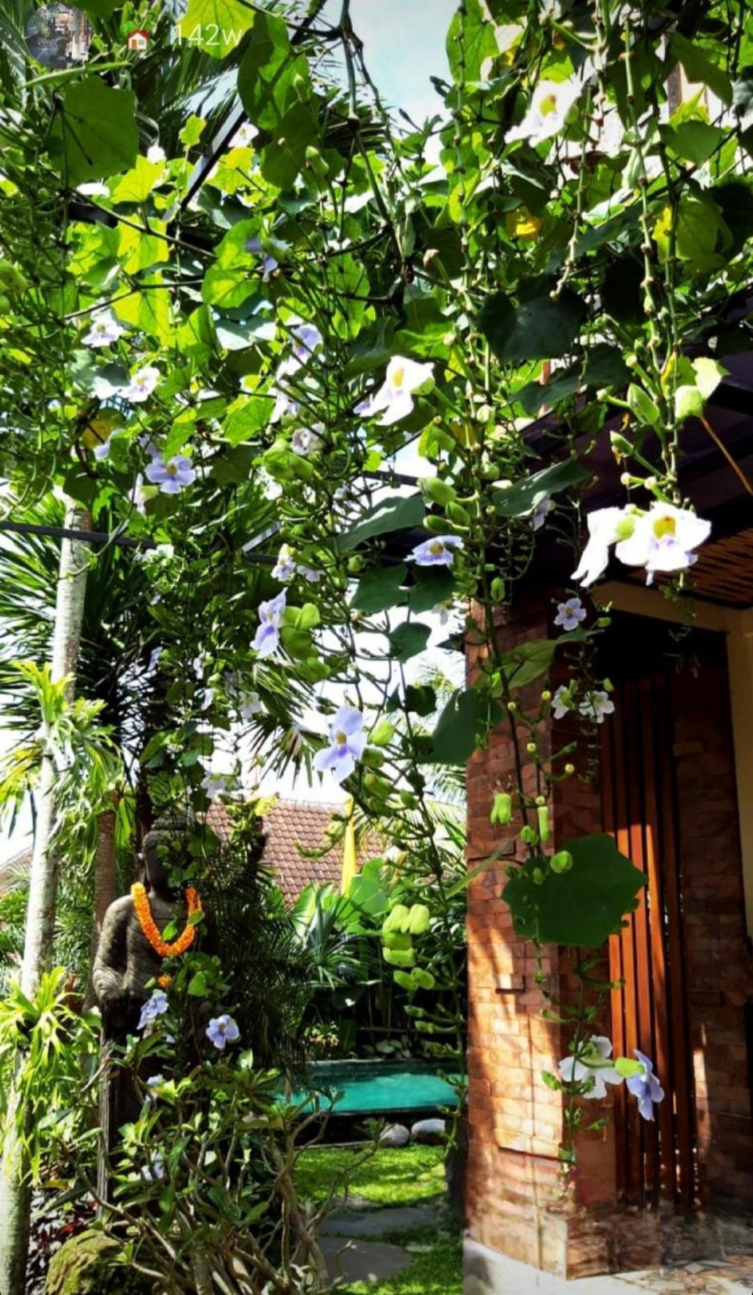 Buda Amitaba Maison d'hôtes *
